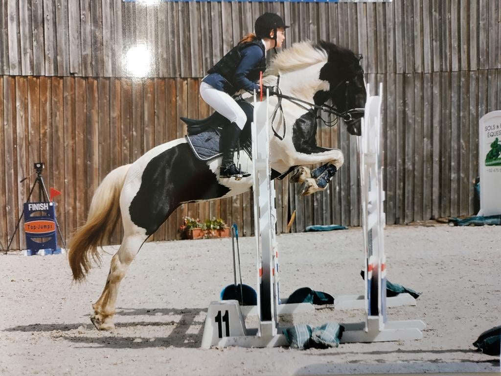 Werklustige en betrouwbare D-pony met wedstrijdervaring, Dieren en Toebehoren, Pony's, B, Springpony, 11 jaar of ouder, D pony (1.37m tot 1.48m)