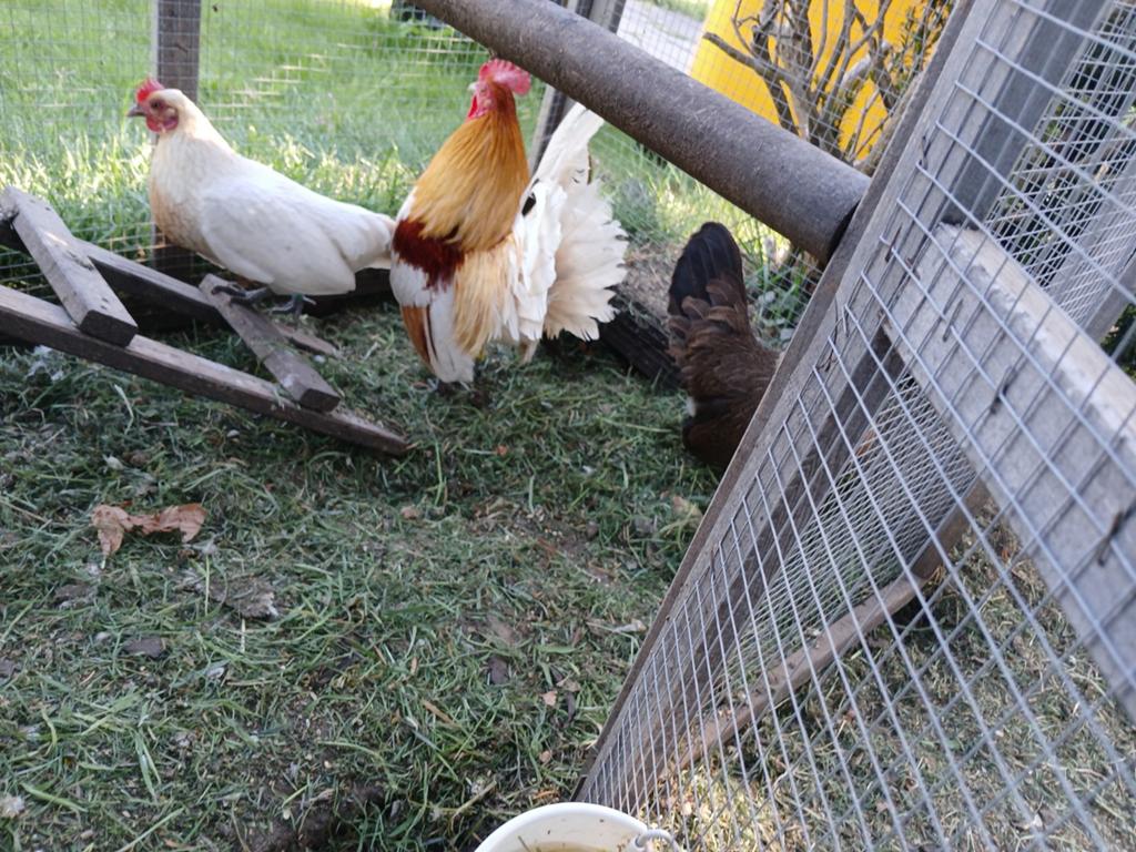 12 broedeieren belgische, Dieren en Toebehoren, Pluimvee