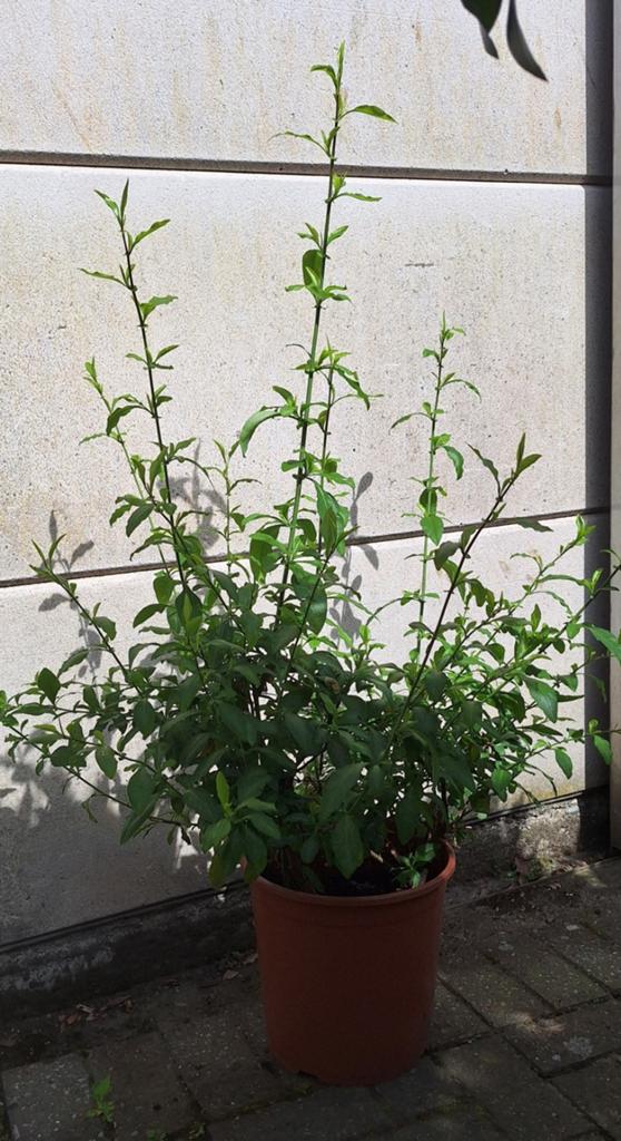 Plumbago auriculata, terras/kuipplant, mannentrouw, Ophalen