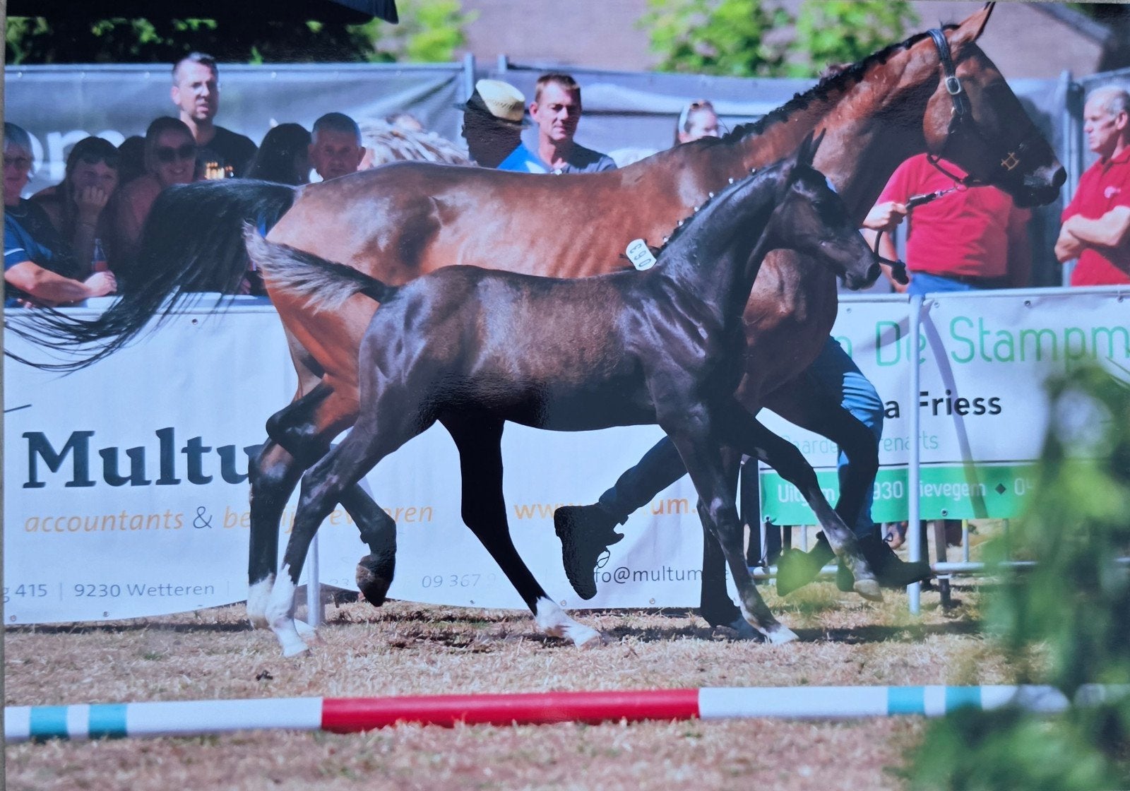 hengsteveulen, Dieren en Toebehoren, Springpaard, Minder dan 160 cm, Met stamboom, 0 tot 2 jaar