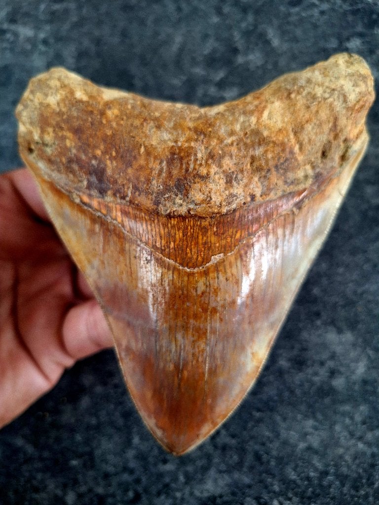 MEGALODON TAND INDONESIE, Ophalen of Verzenden, Fossiel