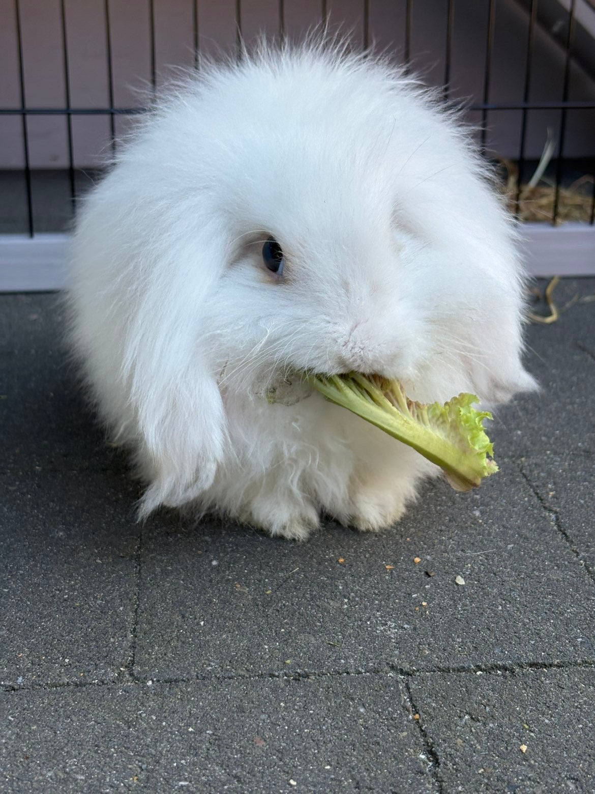 Leeuwen kopje, Mannelijk, Klein, Hangoor, 0 tot 2 jaar