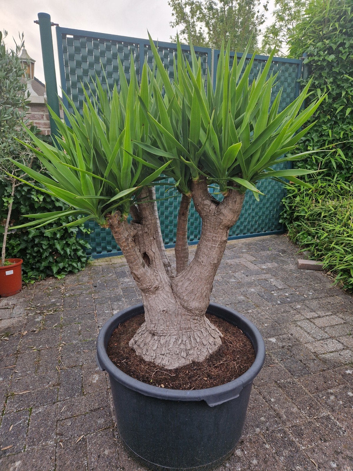 Prachtige dikke yucca in pot., Ophalen, In pot