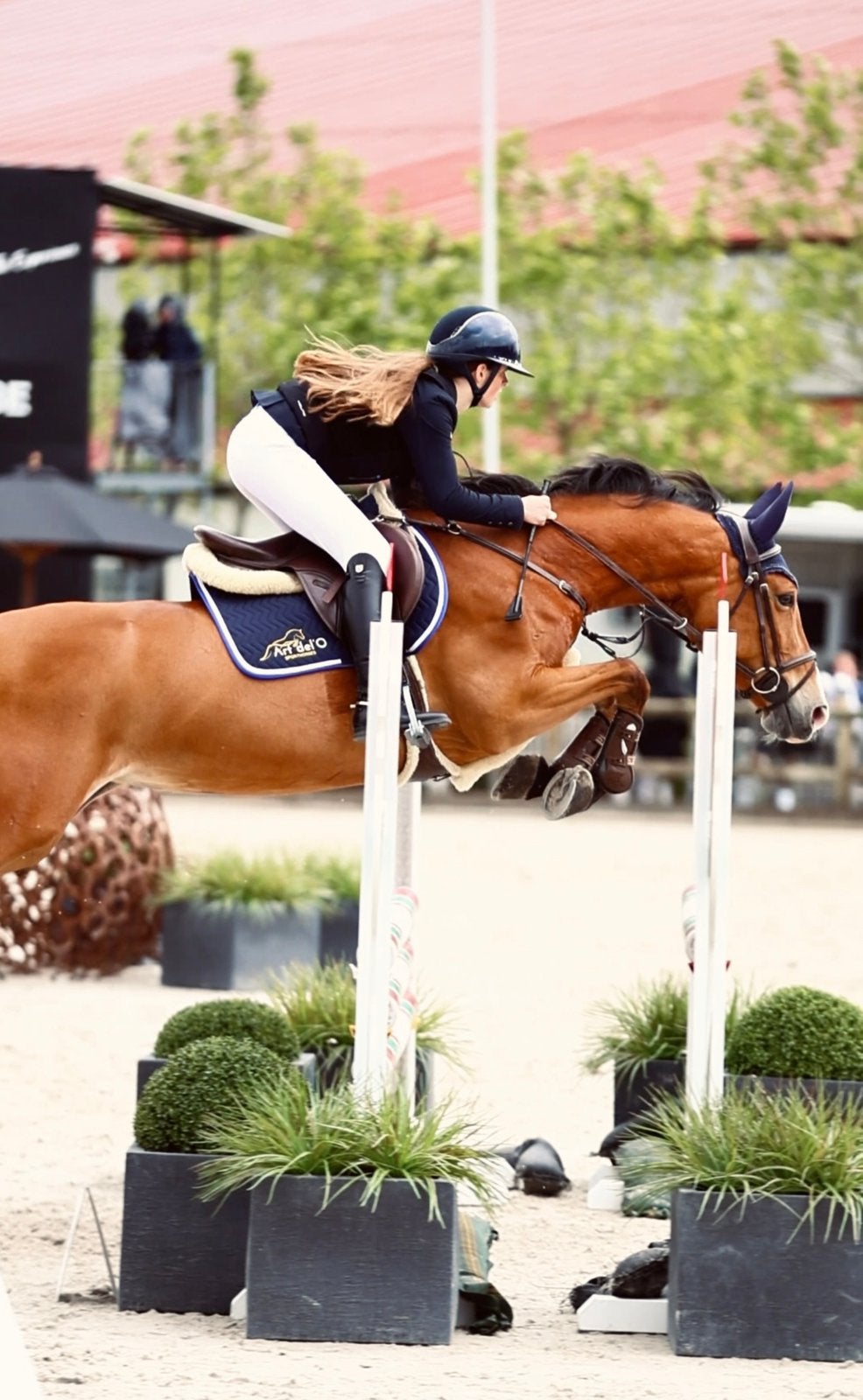 Springpaard/allrounder/kinderpaard, Merrie, Springpaard