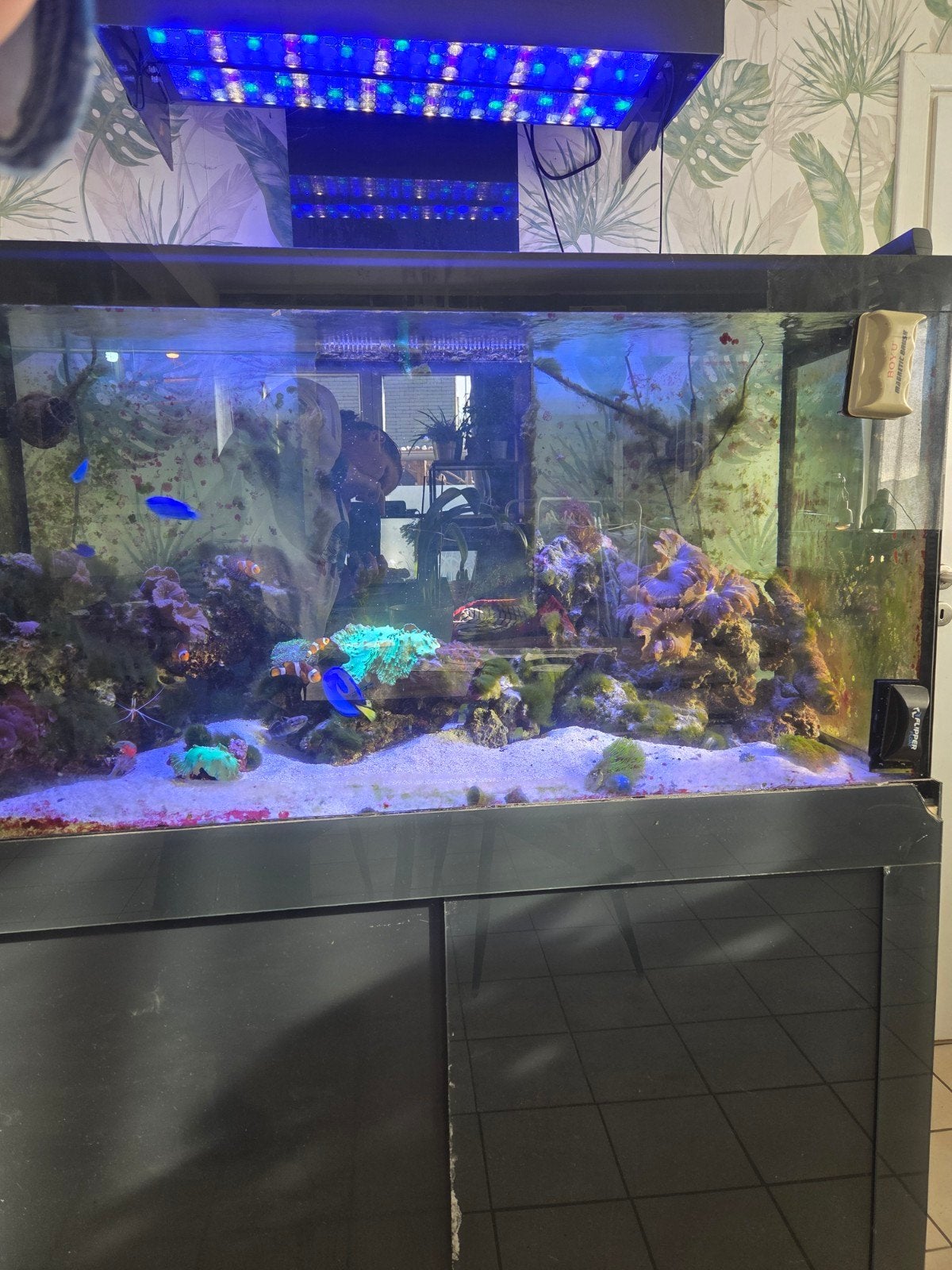zeeaquarium, Dieren en Toebehoren, Ophalen