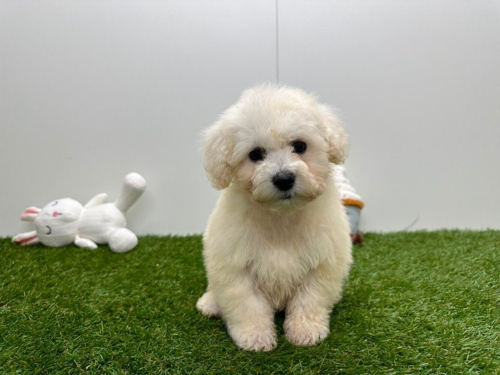 Bichon Frisé pups, België, Overige rassen, 8 tot 15 weken, CDV (hondenziekte)