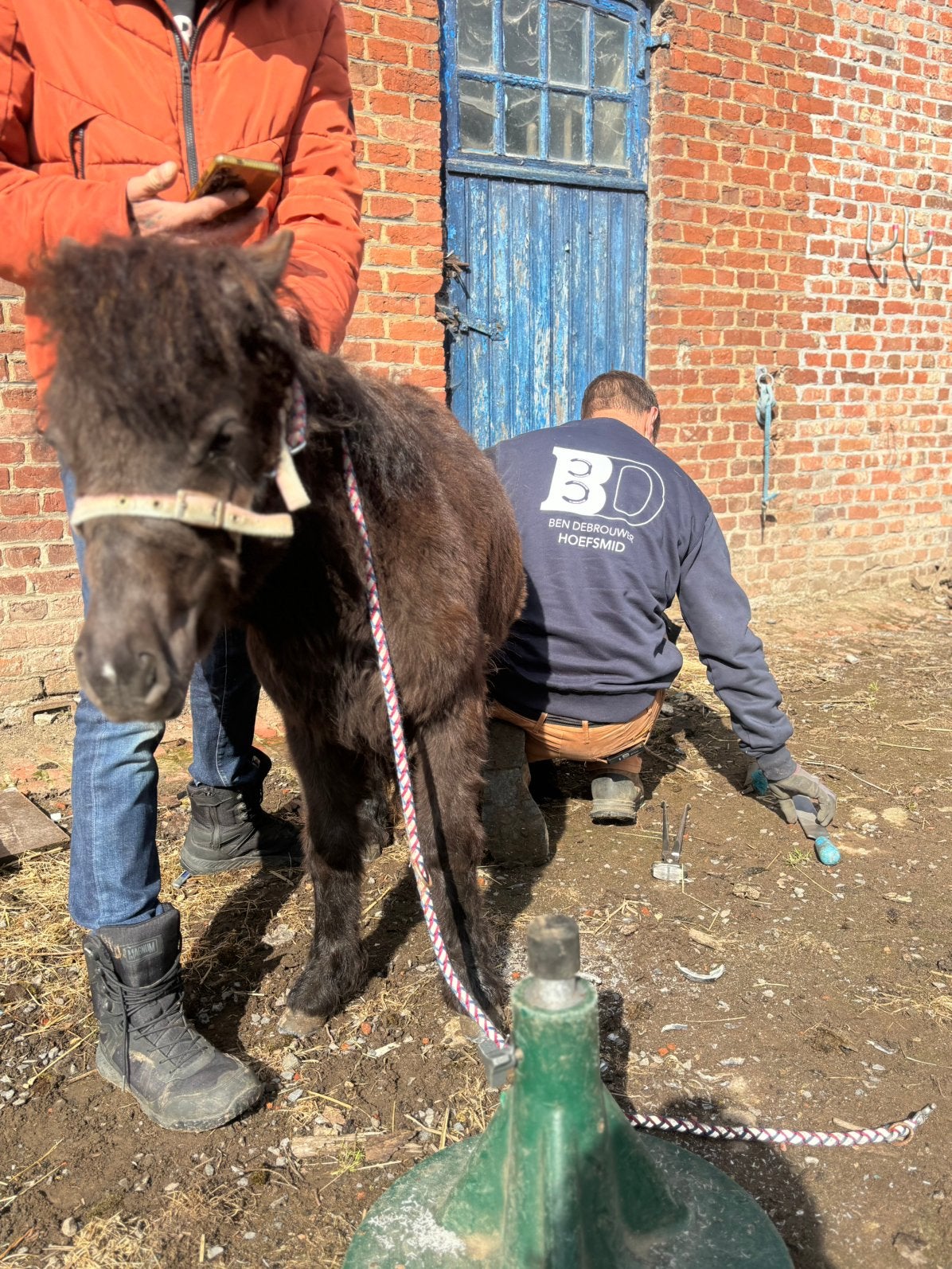 Groter maat shet jaarling hengst, Dieren en Toebehoren, Hengst