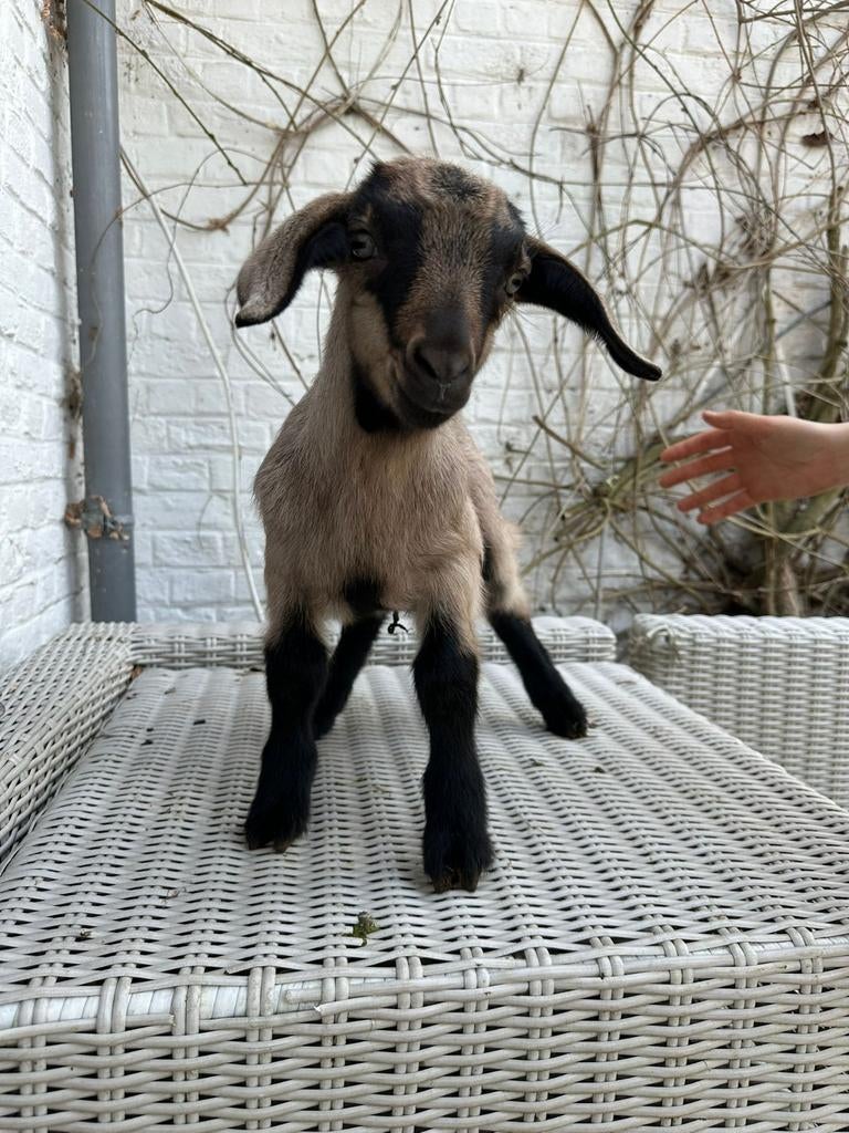 1Chevreau sans cornes de 2026, Animaux & Accessoires, Moutons, Chèvres & Cochons, Chèvre, Mâle, 0 à 2 ans