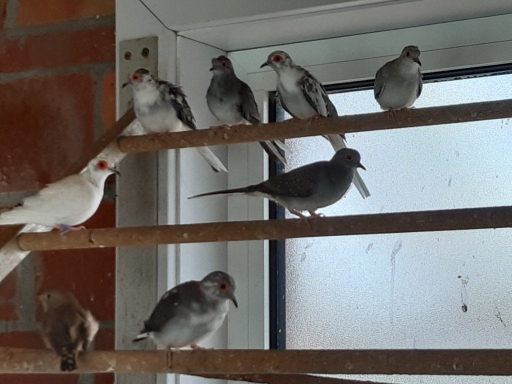 Diamantduifjes, Plusieurs animaux, Autres espèces