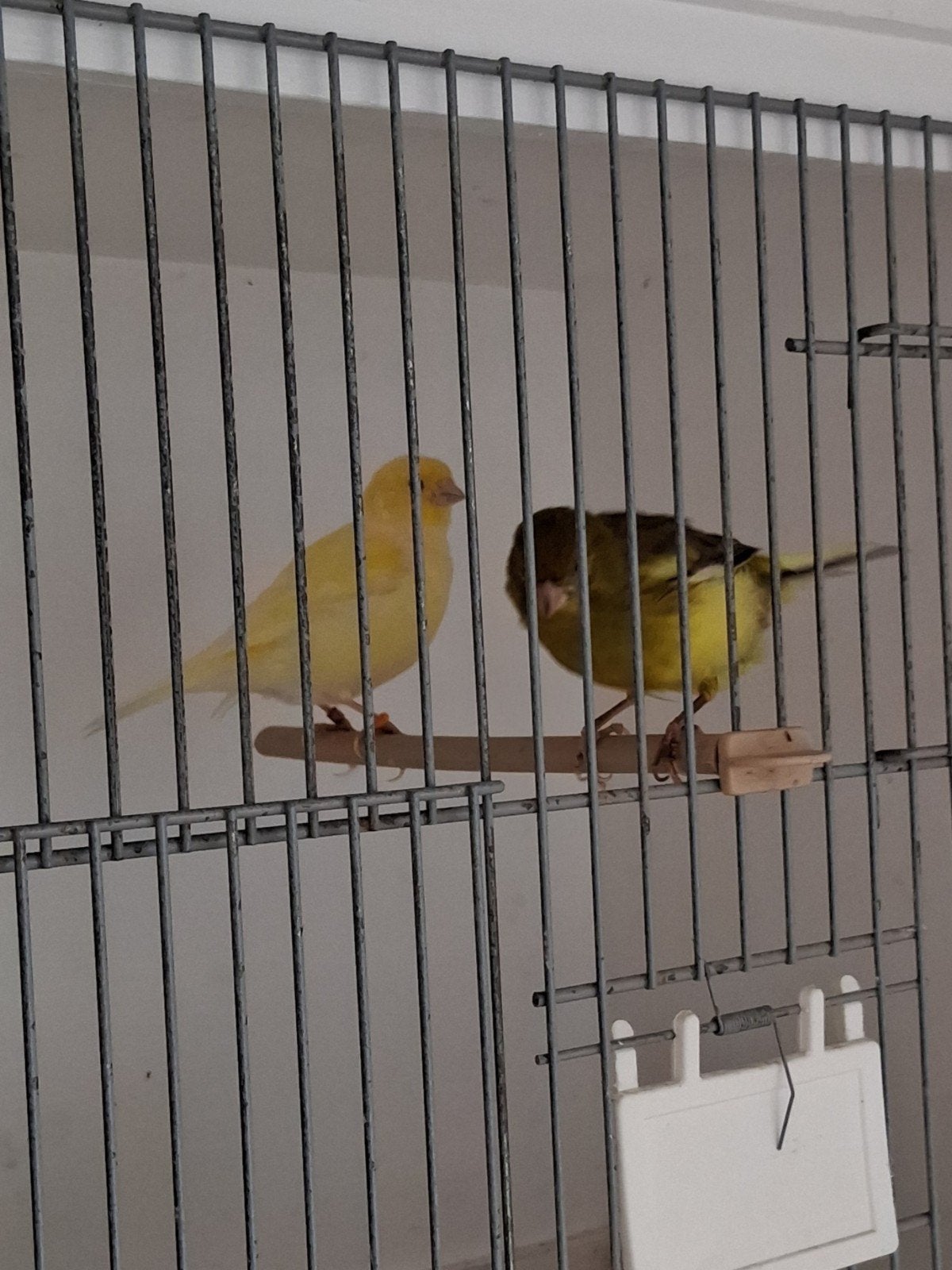 fife fancy pop, Dieren en Toebehoren, Vrouwelijk, Postuurkanarie