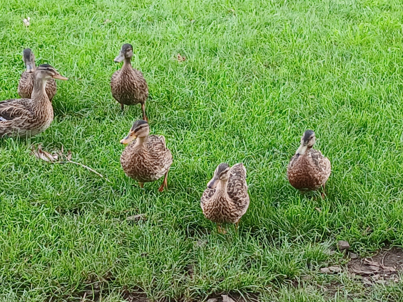 4 jonge wilde eenden te koop, Dieren en Toebehoren