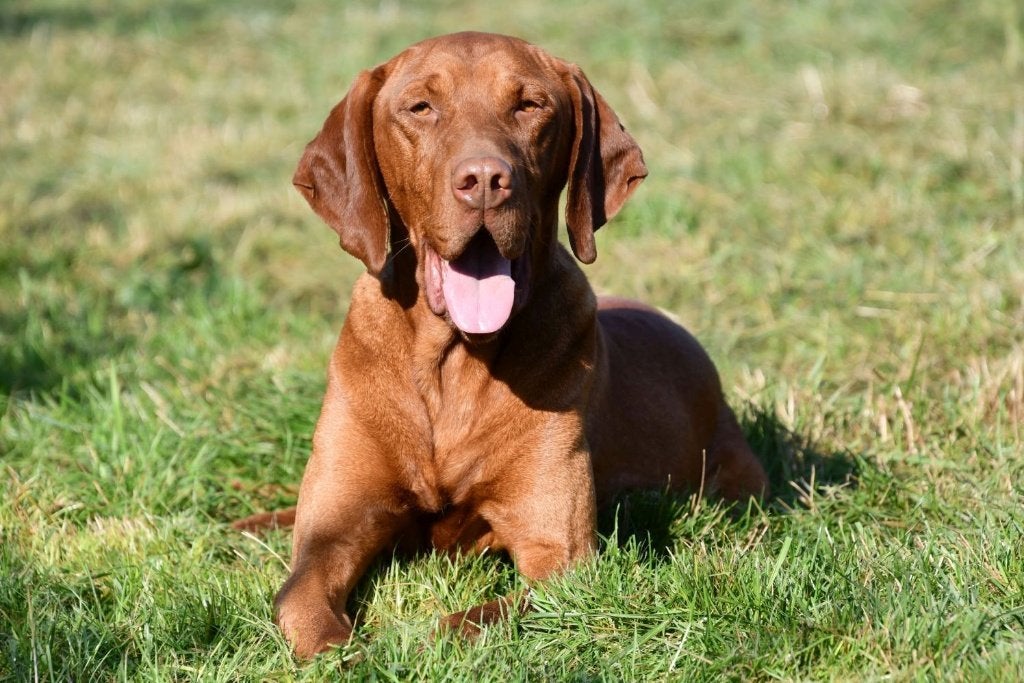 Vizsla dekreu, 6 jaar of ouder, Reu, Buitenland, CDV (hondenziekte)