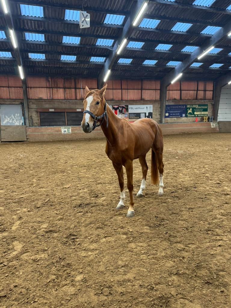 Kweekmerrie El Torreo de muze, Dieren en Toebehoren, Paarden, Merrie, Zadelmak