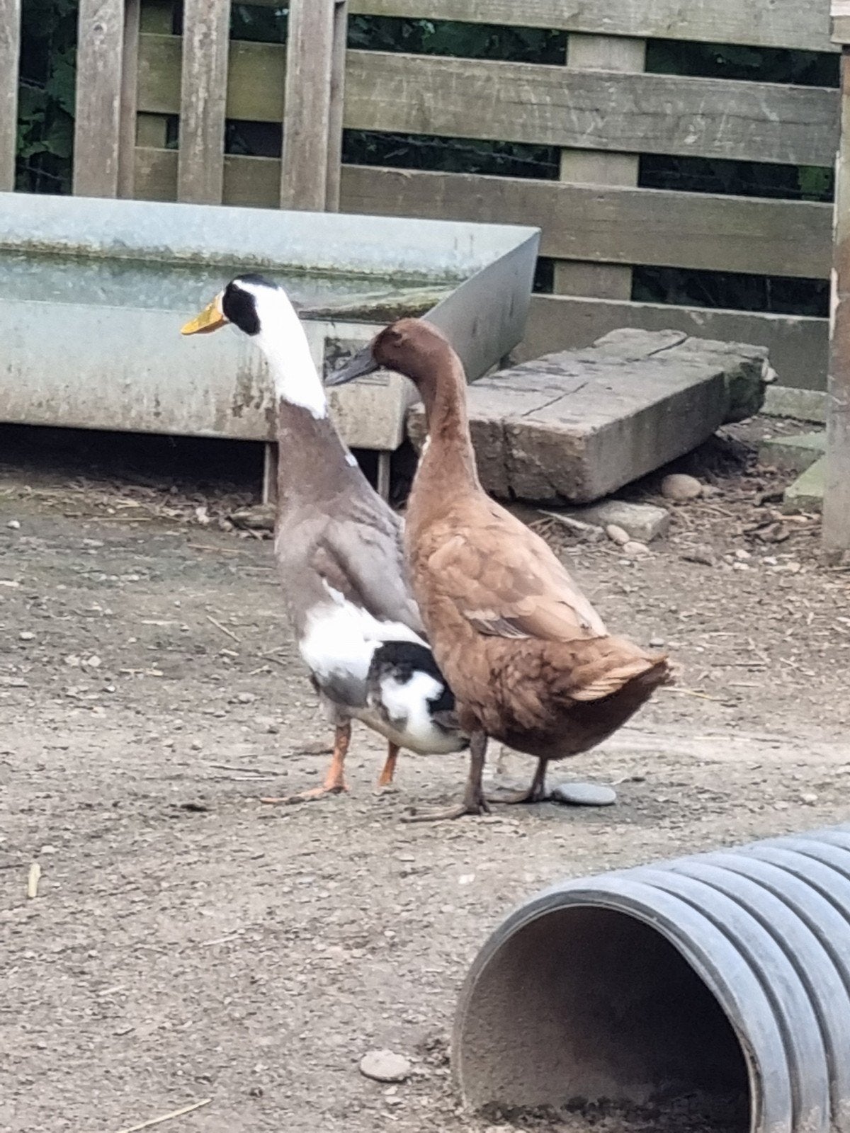 Koppel loopeenden, Plusieurs animaux, Canard
