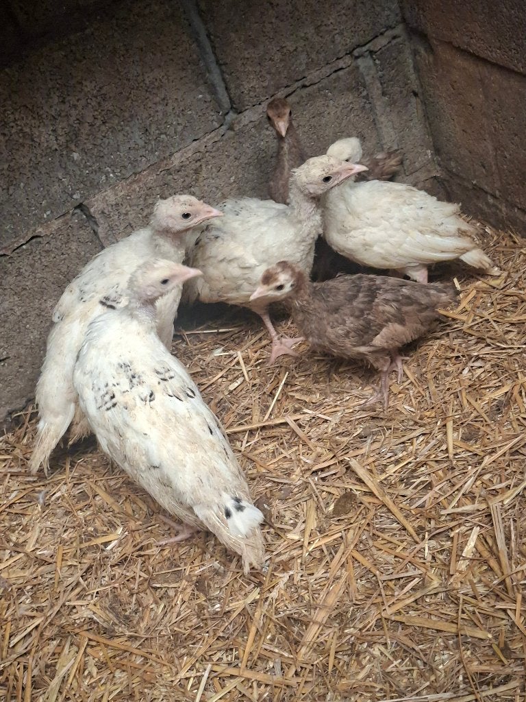 Kalkoentjes te koop, Dieren en Toebehoren, Geslacht onbekend, Kalkoen