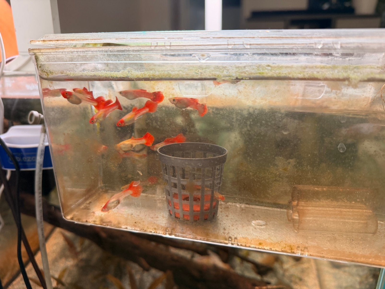 Selectie van Guppy koi-groepen, Ophalen, Zo goed als nieuw