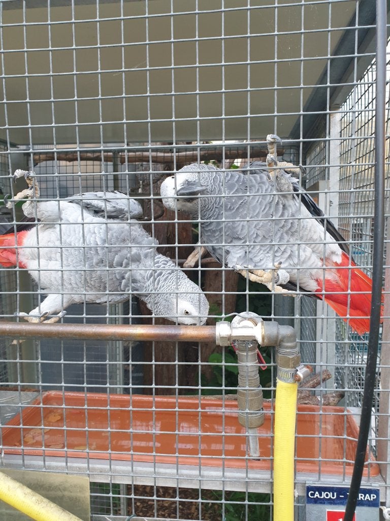 Perroquets, Plusieurs animaux, Perroquet, Bagué
