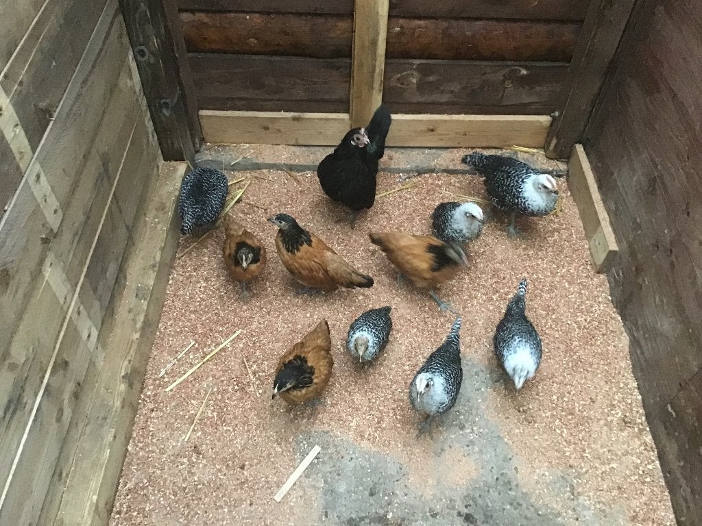 Jonge Vorwerk, Dieren en Toebehoren, Vrouwelijk, Kip