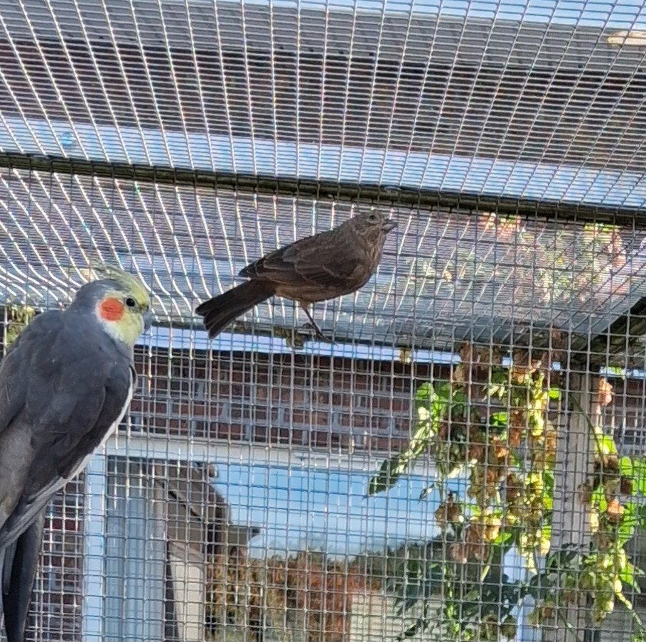 10-tal Mexicaanse roodmussen, Dieren en Toebehoren