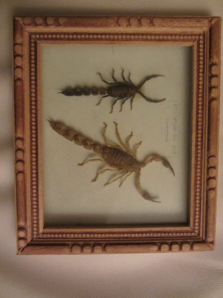 Cadre avec 2 scorpions -sous verre, Enlèvement, Neuf, Verre