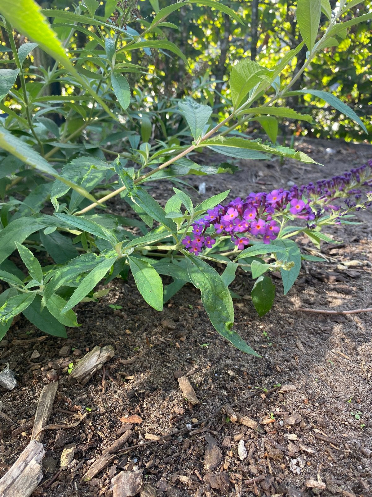 Vlinderstruiken, verschillende afmetingen, kleur paars, Tuin en Terras, Ophalen, Zomer, Vaste plant, Overige soorten