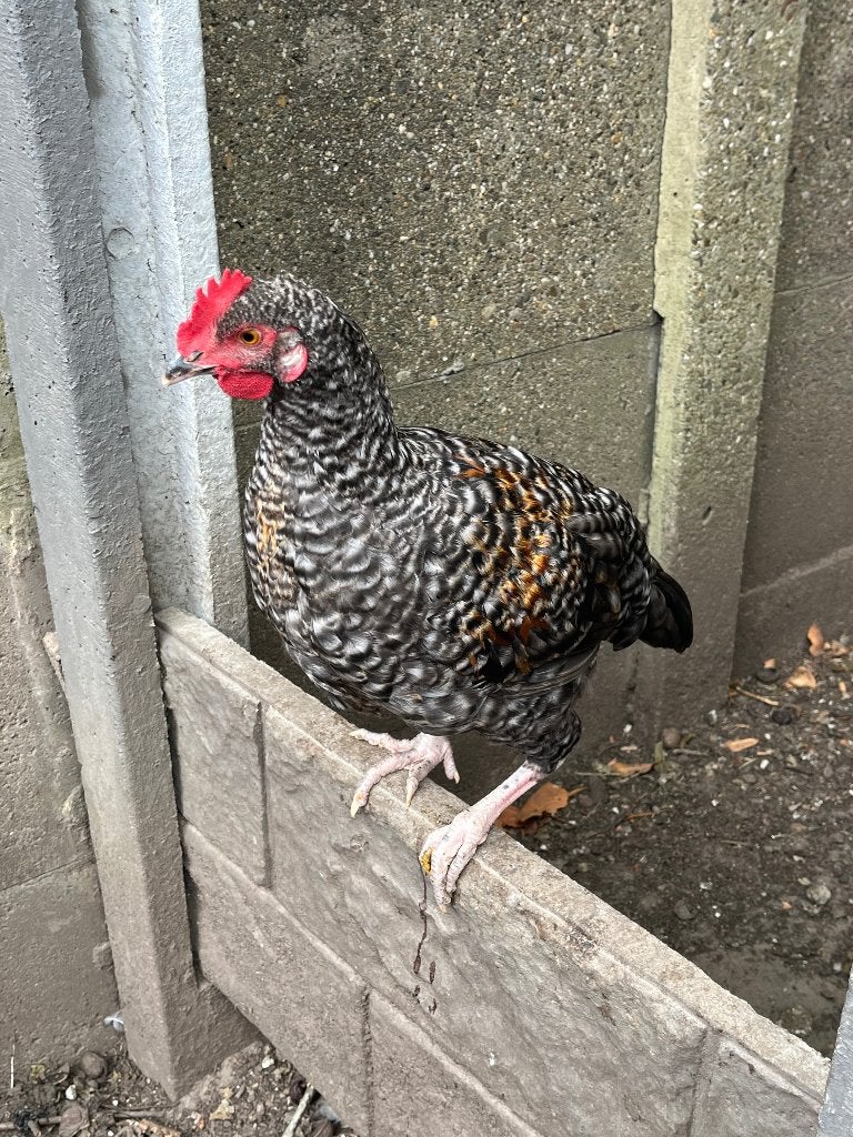 Haan kruising Mechelse koekoek, Dieren en Toebehoren, Pluimvee, Mannelijk, Kip