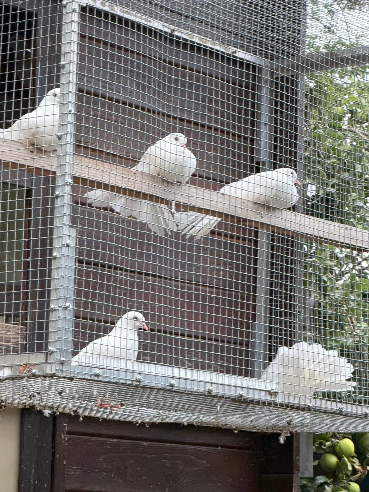 Witte pauwstaart duiven, Plusieurs animaux