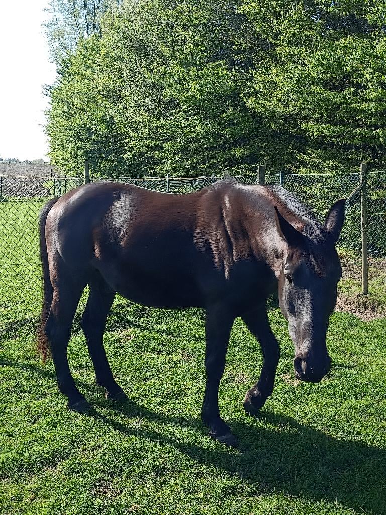Paard, Ophalen, Gebruikt, Dames, Overige typen