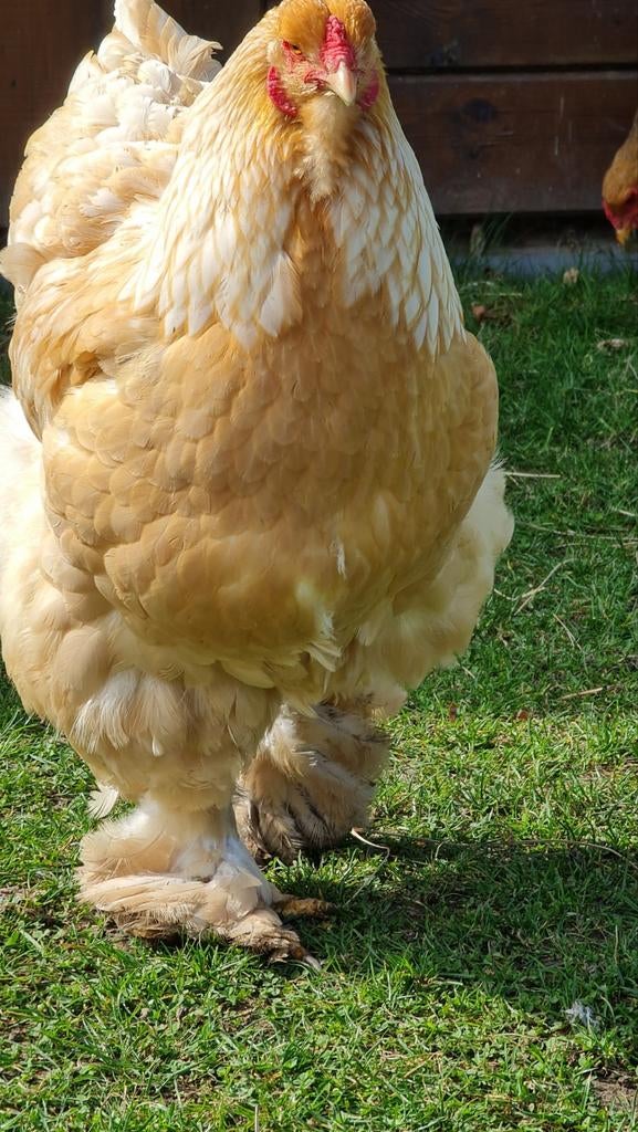 Broedeieren Brahma lemon pyle raszuiver, Dieren en Toebehoren, Pluimvee, Geslacht onbekend, Kip