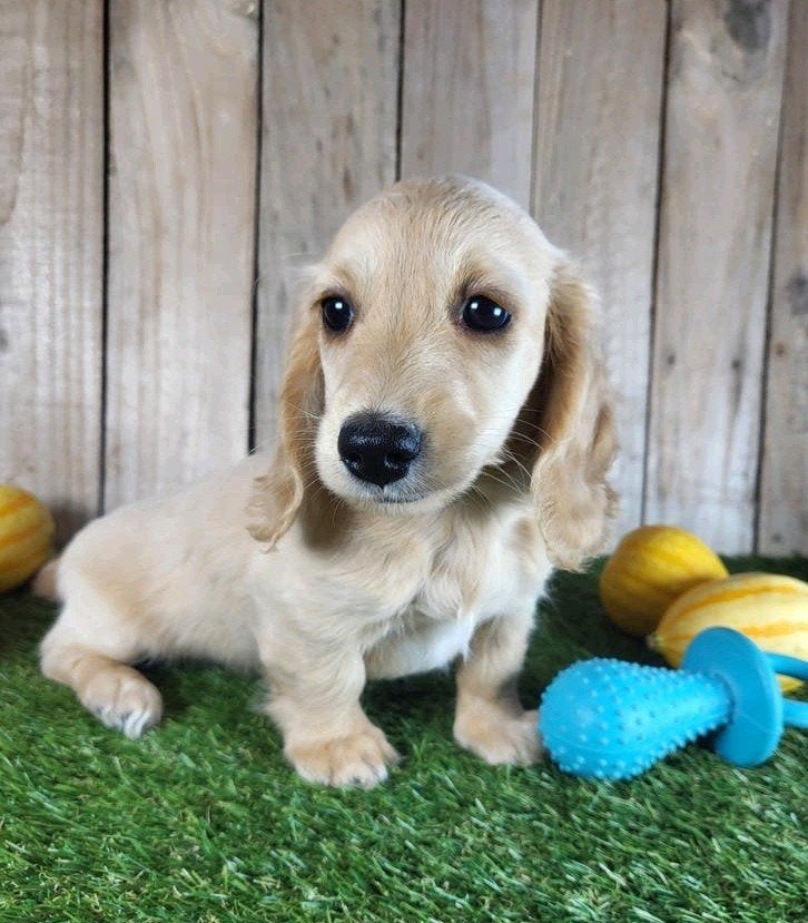 langharige Caninchen Teckel / Dachshund/ Teckel, Dieren en Toebehoren, Kaninchen, België, Reu, CDV (hondenziekte)