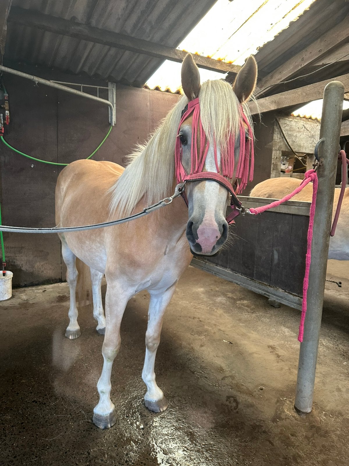 Knappe 2 jarige haflinger merrie, Dieren en Toebehoren, Merrie