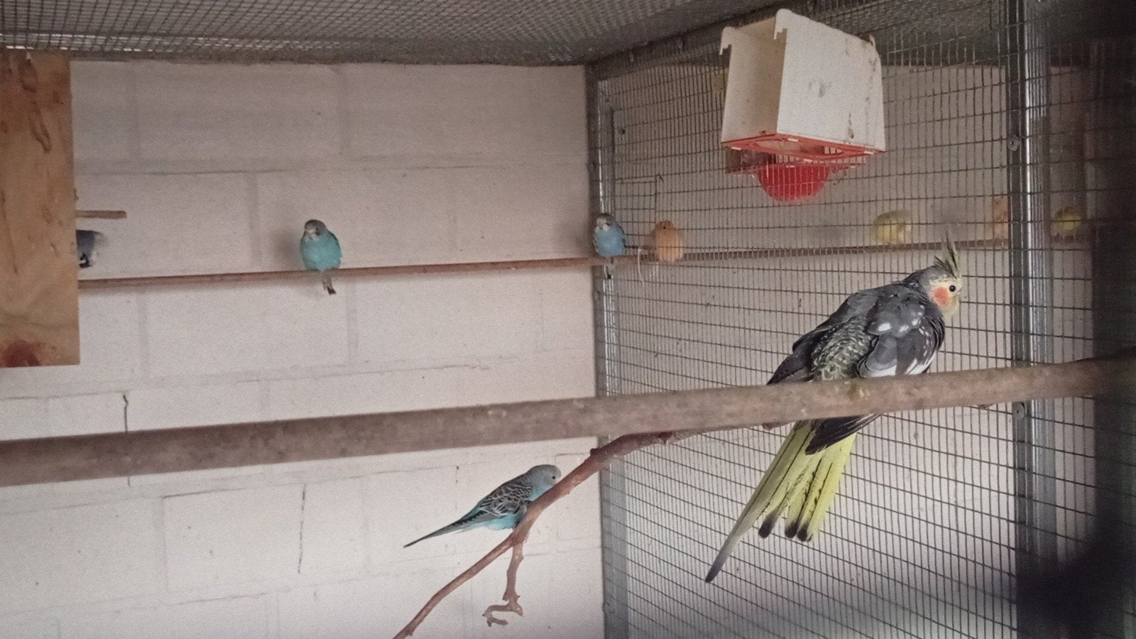 Ruilen jonge grasparkieten, Meerdere dieren, Parkiet
