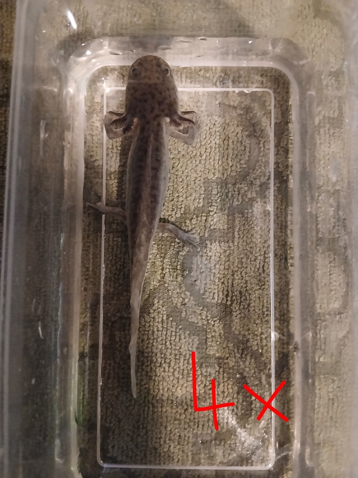 wildkleur axolotls, Overige typen, Zoetwatervis