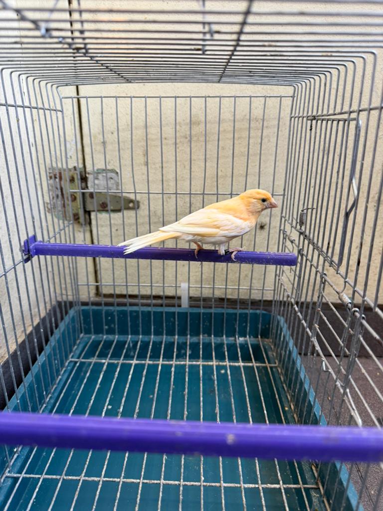 Canaris femelle 2025, Animaux & Accessoires