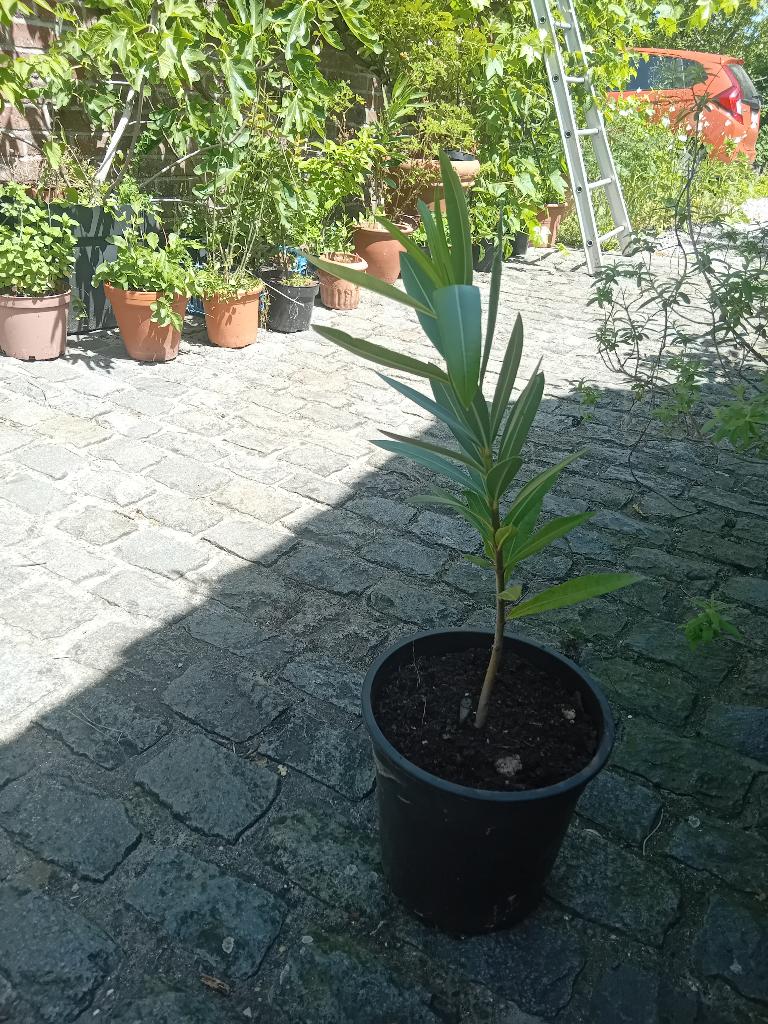 Oleander, Tuin en Terras, Ophalen