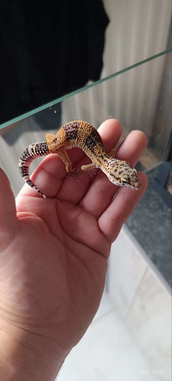 luipaard gekko giant, Dieren en Toebehoren, Hagedis, 0 tot 2 jaar