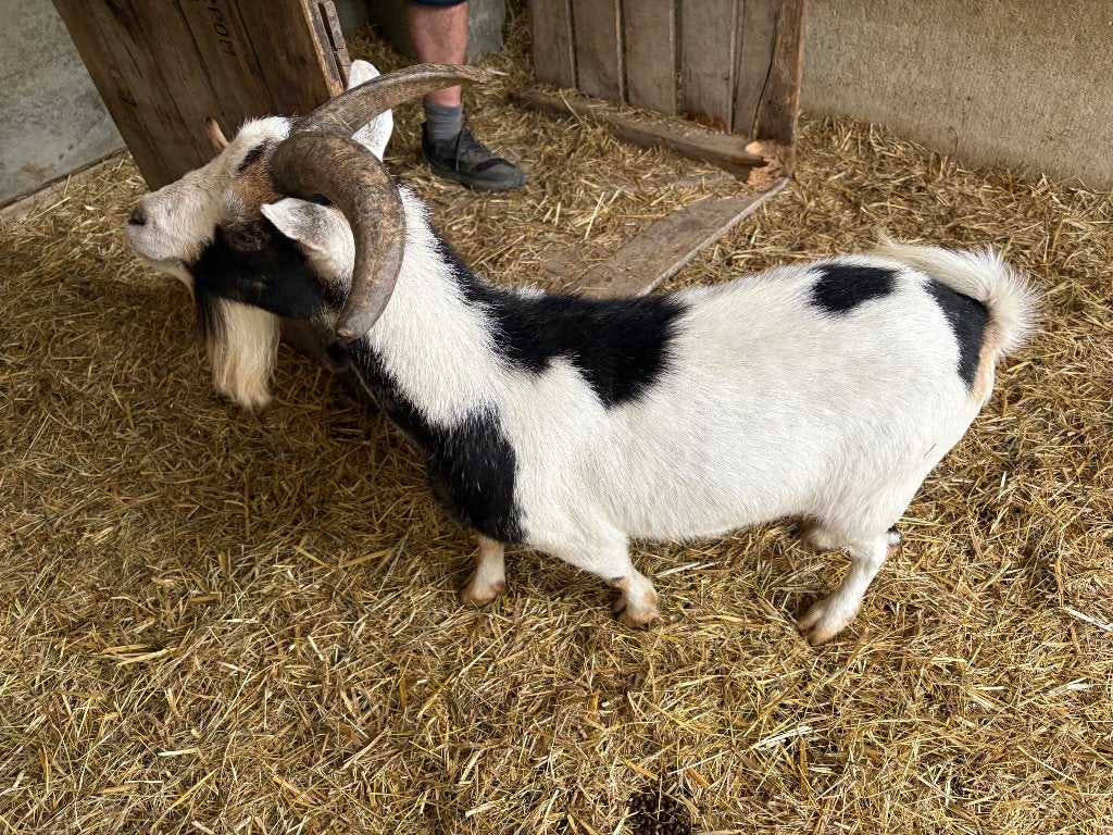 Gecastreerde geiten en dwerggeiten, Dieren en Toebehoren, Schapen, Geiten en Varkens, Meerdere dieren, Geit, 0 tot 2 jaar