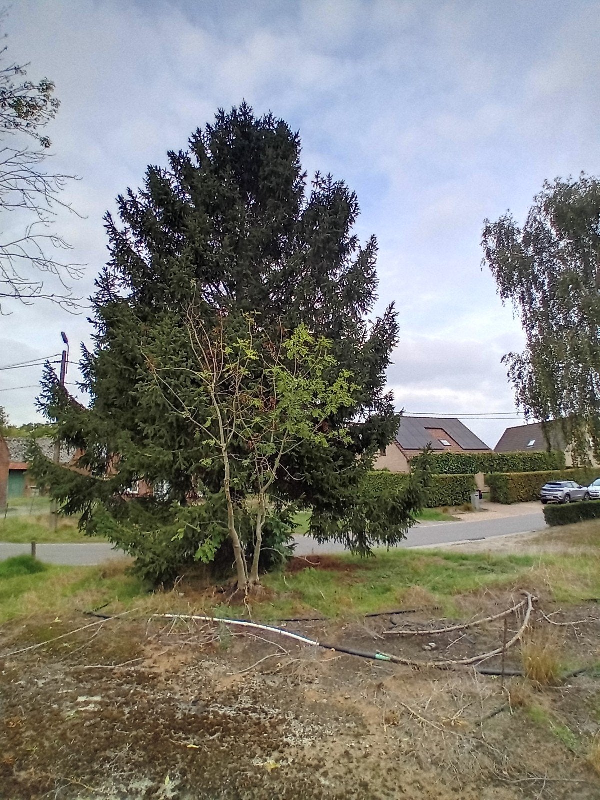 kerstboom, Ophalen of Verzenden