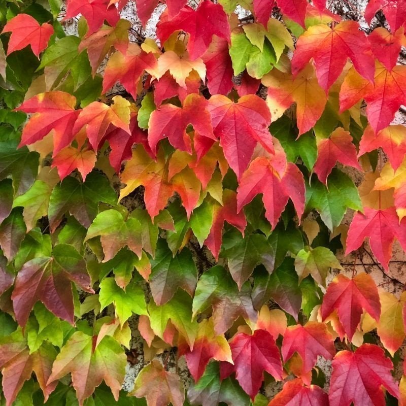 Parthenocissus tricuspidata, Tuin en Terras, Ophalen, Vaste plant, Klimplanten, Volle zon