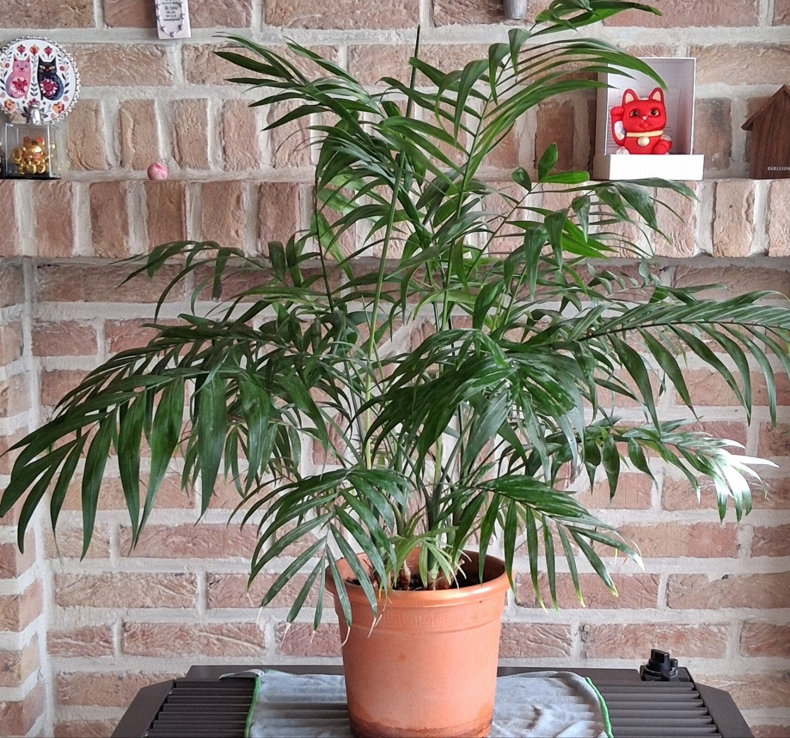 Plant, Huis en Inrichting, Kamerplanten, Ophalen