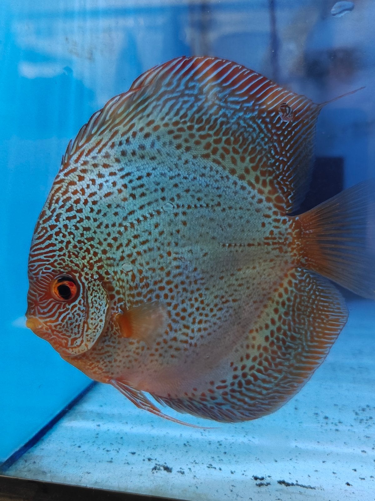 eigen kweek discusvissen MadouDiscus, Dieren en Toebehoren, Vis, Zoetwatervis, Schoolvis