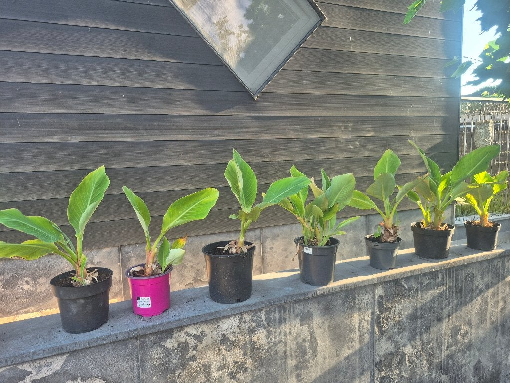 Chinese lotusbanaan, Vaste plant, Halfschaduw, Zomer, Ophalen