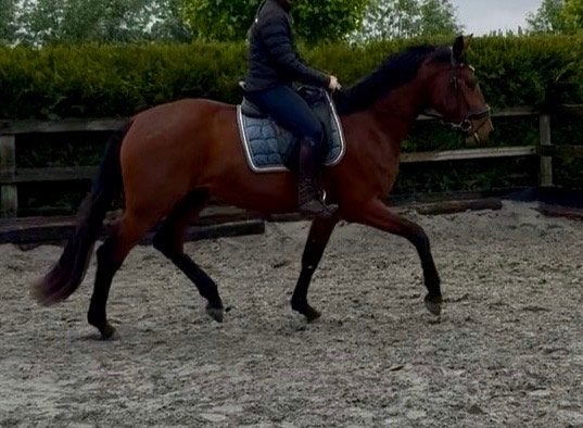 Heel braaf dressuurpaard, 3 jaar, Animaux & Accessoires, Chevaux, Cheval de dressage, Débourré, Avec pedigree, 160 à 165 cm