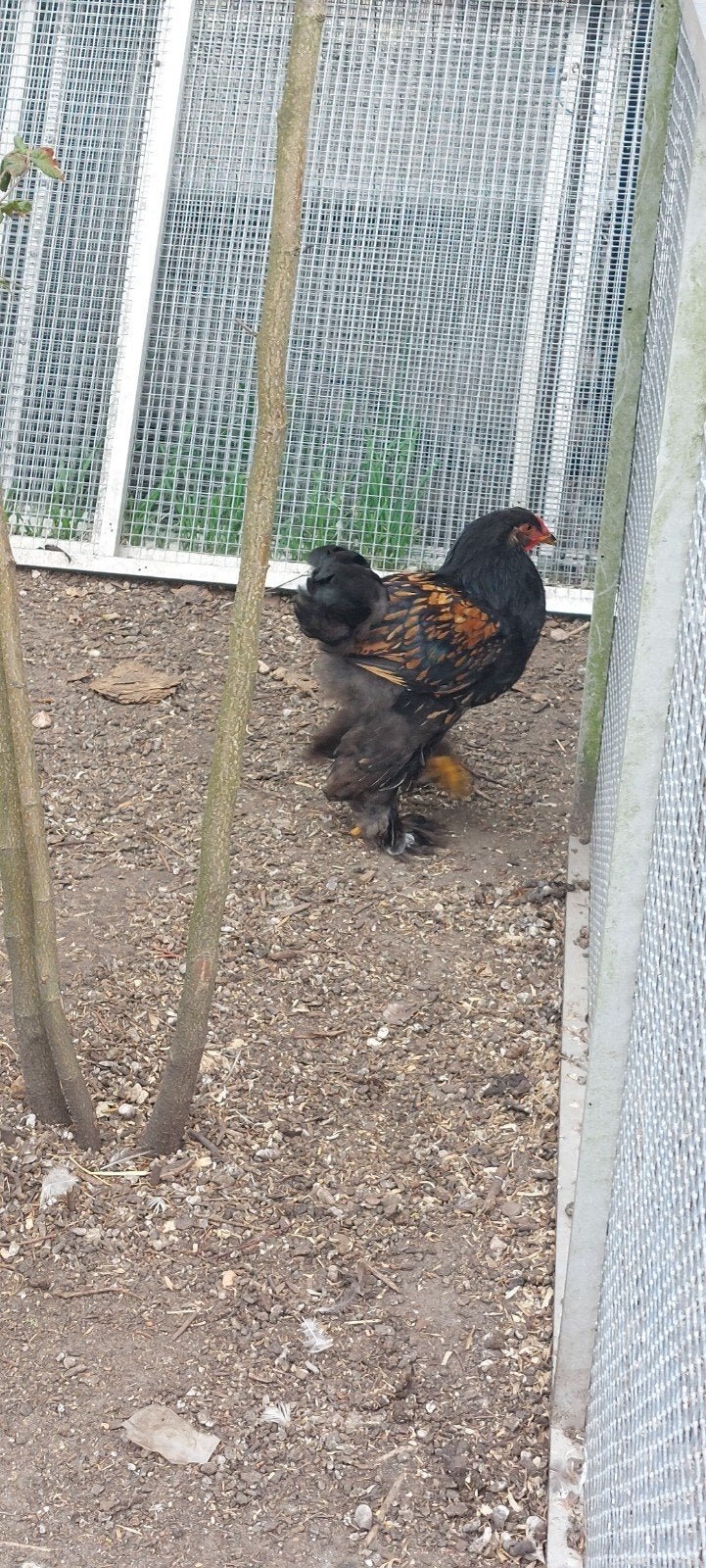 2 brahma hanen, Dieren en Toebehoren, Pluimvee