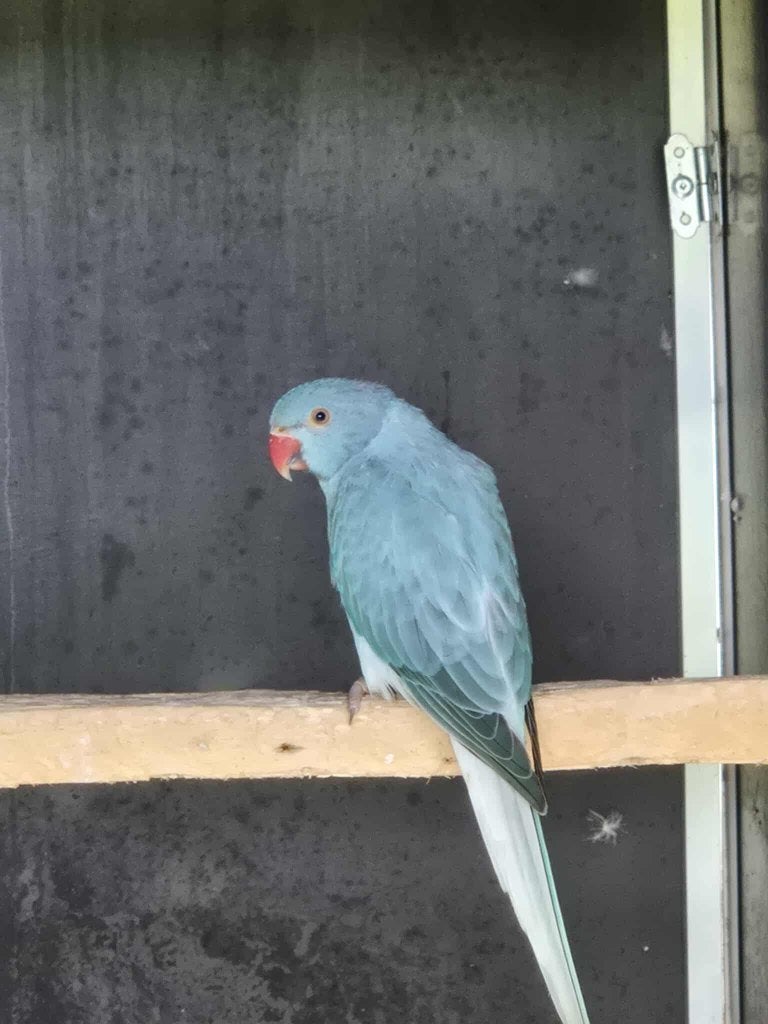 halsbandparkiet blauw opaline wkwst pop, Vrouwelijk, Parkiet, Geringd