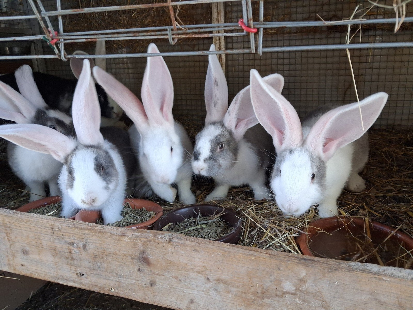 raszuivere Duitse reuzen, Dieren en Toebehoren, Meerdere dieren, Groot, 0 tot 2 jaar