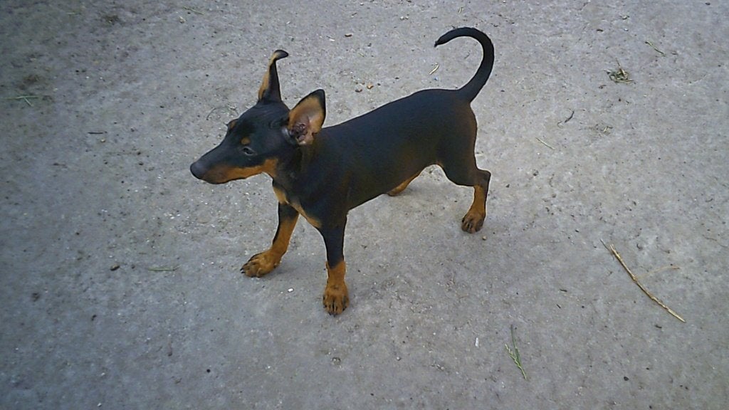 Pinscher pup, Parvo, België, 15 weken tot 1 jaar, Eén hond