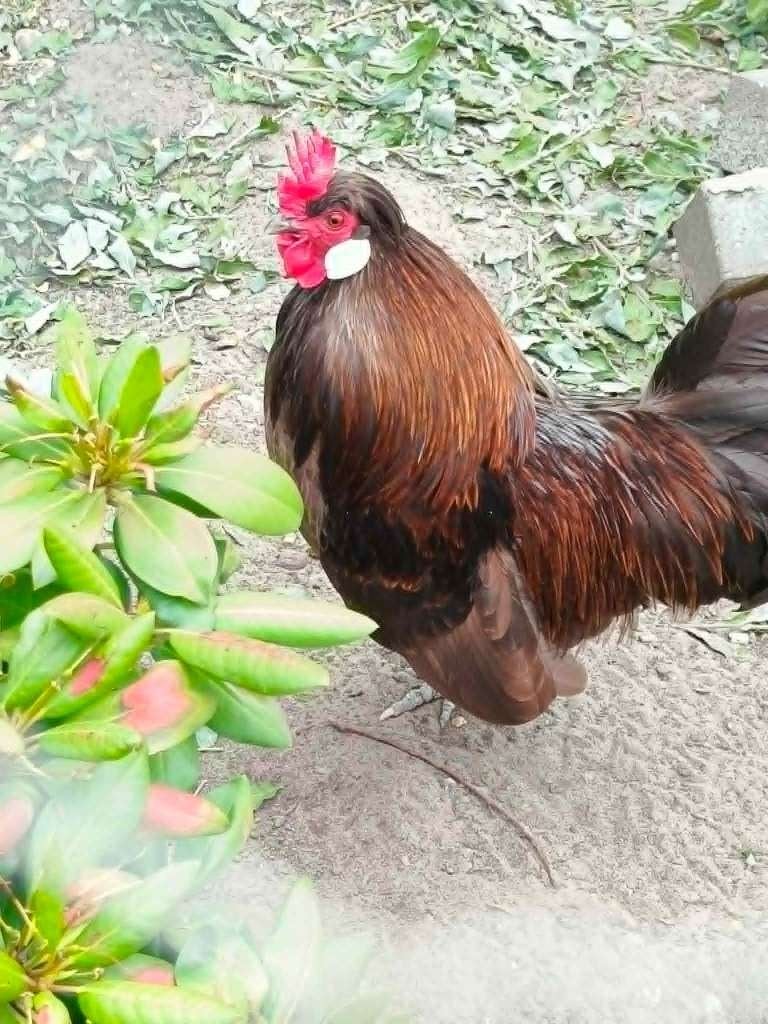 Gratis haan, Dieren en Toebehoren, Pluimvee