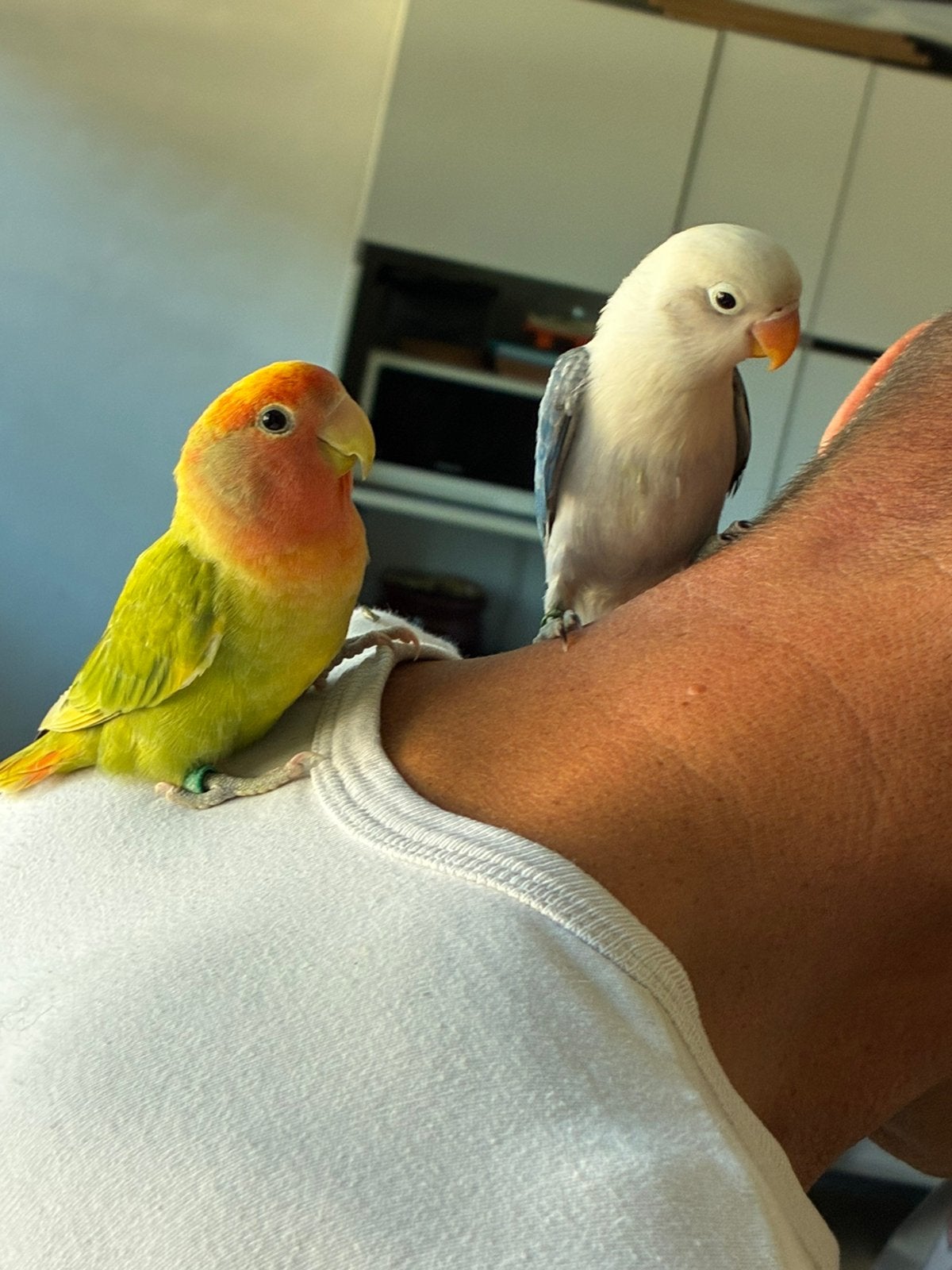 2 dwerg papegaaitjes te koop, Meerdere dieren, Dwergpapegaai of Agapornis, Tam