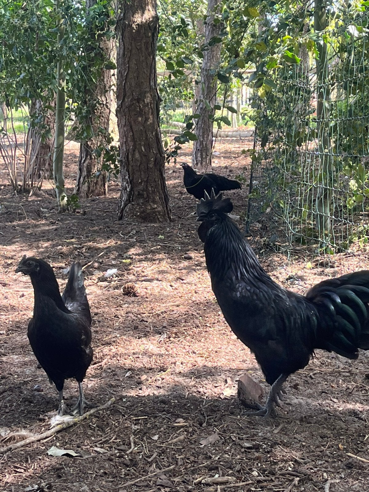 Ayam cemani, Dieren en Toebehoren, Pluimvee